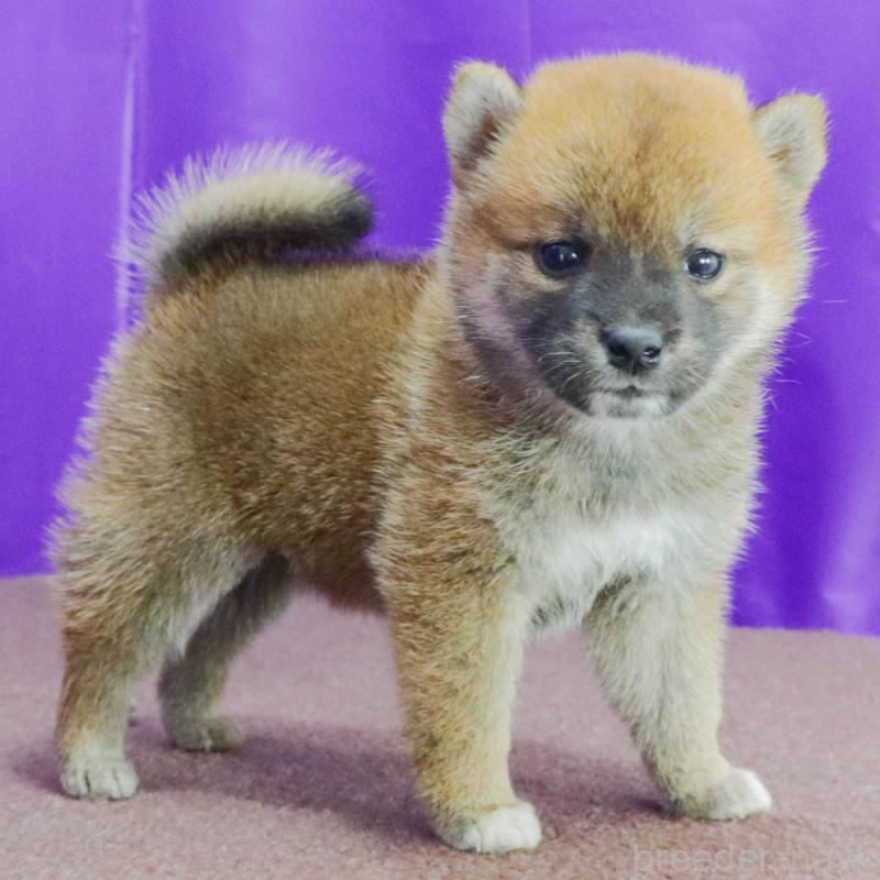 成約済の愛知県の柴犬-401939の4枚目